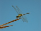 Libellula Libellula
