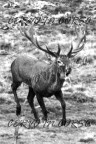 Cervo in corsa b/n Cervo in corsa b/n