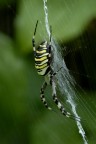 Argiope bruennichi, un ragno bellissimo Argiope bruennichi, un ragno bellissimo
