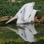 Pellicano ... Pellicano ...