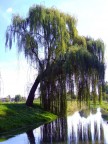 Salice piangente... Salice piangente...