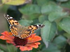 farfalla su brutto fiore farfalla su brutto fiore