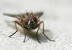 Mosca Mosca