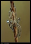 Spider Spider