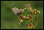 una licenide dai colori sbiaditi e le ali rovinate su un fiore sfiorito...
commenti e critiche ben accetti!