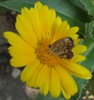 come il sole.. come il sole..