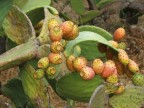 Fichi d'india Fichi d'india