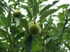 Ricci di castagne