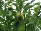 ricci di castagne bosco etneo,fuji s5500