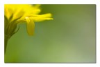 Il petalo cadente