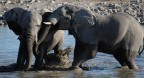 due elefanti che si legnavano come pazzi in una pozza dell'etosha park, in namibia. non avete idea di che fracasso facessero!!!!