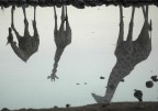 riflessi riflessi