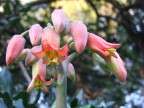 Fiore Fiore