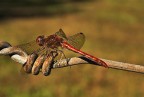libellula libellula