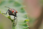 ...La mosca - The Fly, di David Cronenberg

ricordate?