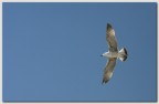 Liguria 2006