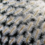 Ecco la mia foto per il contest textures.....sono le spine di una pianta grassa che si chiama Mammillaria pectinifera fotografate di spigolo ;)

Un grazie di cuore a chi l'ha votata :)


*Scattata con ultracompatta coolpix5600