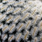 Vegetable textures (Contest textures) Vegetable textures (Contest textures)