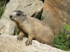 marmotta in posa marmotta in posa