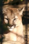 Puma Puma