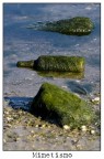Foto fatta al mare da uno scoglio.
Mi piaceva l'idea della bottiglia che si mimetizzava da alga per non essere raccolta.

Commenti e critiche ben accette.