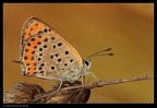 Lycaena thersamon Lycaena thersamon