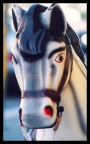 Cavalluccio Cavalluccio