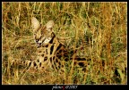 Gatto selvatico - un felino minore come importanza ma paradossalmente pi difficile da incontrare rispetto a leoni e ghepardi perch estremamente schivo e di abitudini notturne.
Sempre dalla riserva naturale del Masai Mara