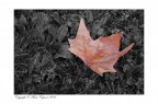 Autunno