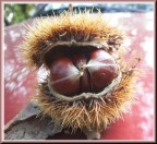 L'ostrica del bosco L'ostrica del bosco