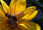 macro fuji macro fuji