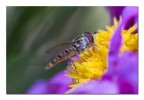 Fiore volante