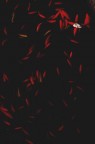 goldfish