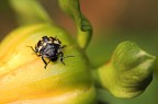 tra una mosca e l'altra ogni tanto un (che  questo?)!

quando l'ho scattata ero tutto sudato in realt per convincere i vicini che la fotografia macro  faticosa uso lo spruzzino! (ecco l'unico motivo per cui andrebbe seriamente usato!)