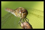 dragonfly portrait dragonfly portrait