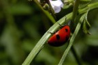 Coccinella Coccinella