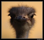 Fai il serio ! Fai il serio !