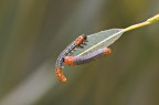 ingordigia ingordigia