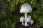 Coprinus insignis Coprinus insignis