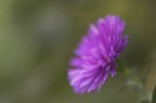 commenti graditi.

foto al naturale / niente crop niente mdc niente cprip niente coccorocc!!! (mi sto trasformando in una sigla)