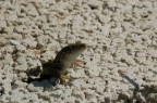 curiosona curiosona