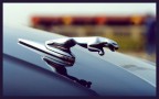 Jaguar Jaguar