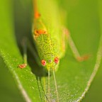 square green room square green room
