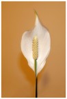 spathphyllum spathphyllum