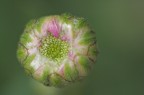 nel giardino degli squartapolli nel giardino degli squartapolli