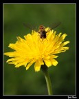 Sul fiore 2 Sul fiore 2
