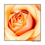 Rosa gialla Rosa gialla