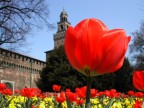 Fioritura al castello Sforzesco Fioritura al castello Sforzesco