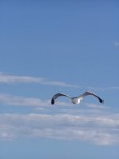 ho imparato a volare... ho imparato a volare...