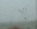 fogdrop fogdrop